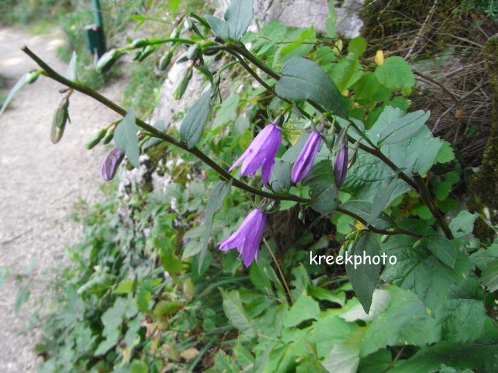 Campanula rapunculoides