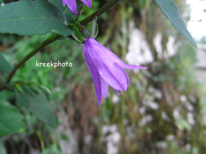 Campanula rapunculoides