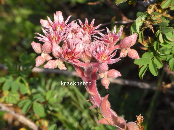 Sempervivum tectorum