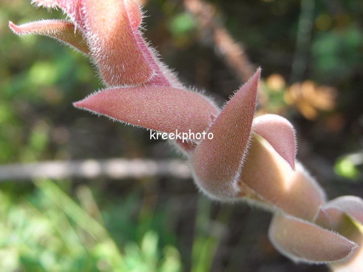 Sempervivum tectorum