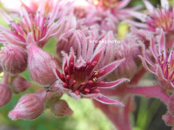 Sempervivum tectorum