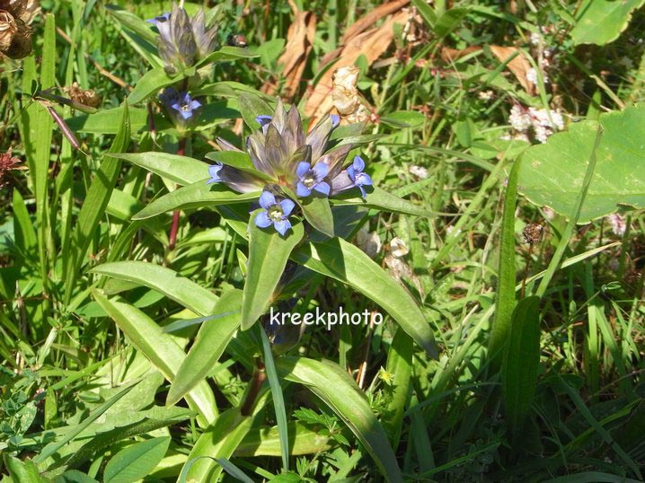 Gentiana cruciata