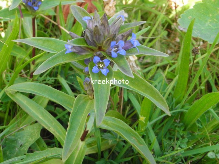 Gentiana cruciata