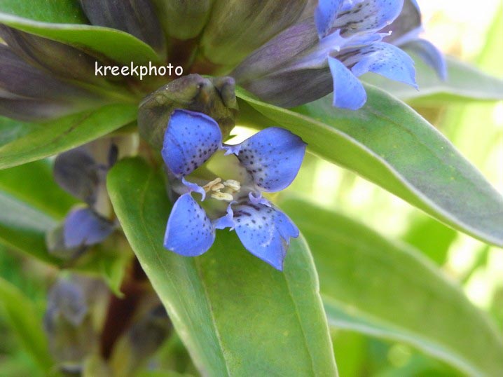 Gentiana cruciata