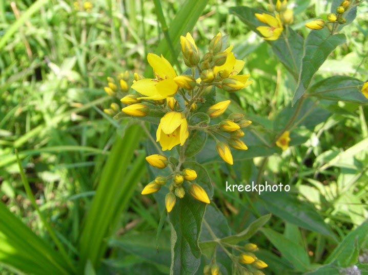 Lysimachia vulgaris