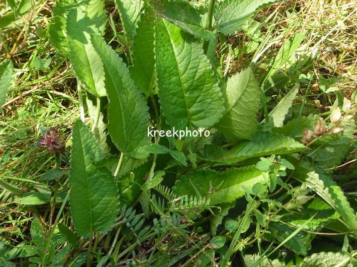 Stachys officinalis