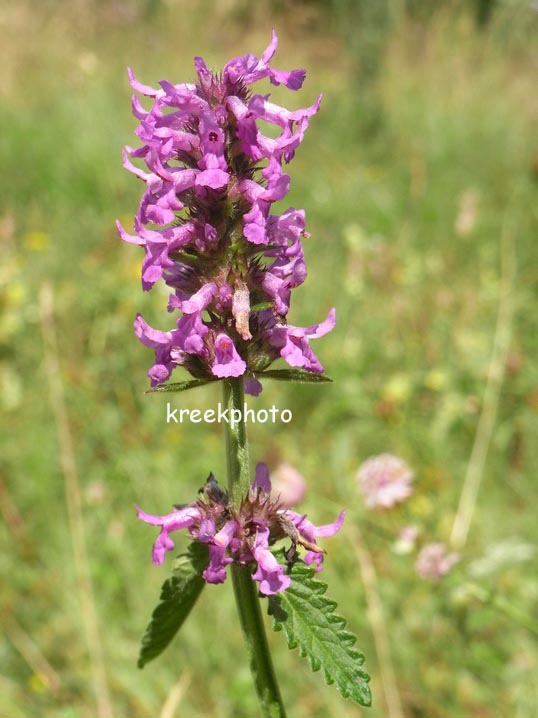 Stachys officinalis