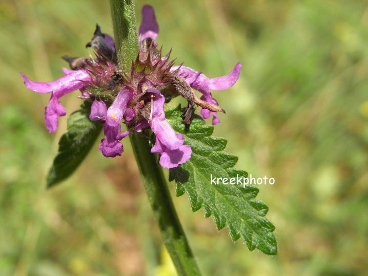 Stachys officinalis