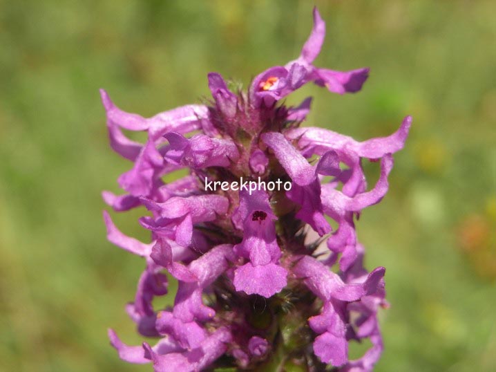 Stachys officinalis