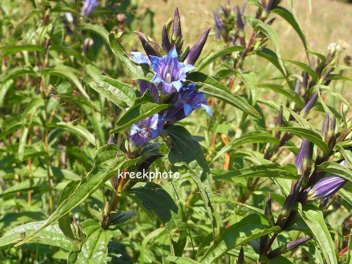 Gentiana asclepiadea