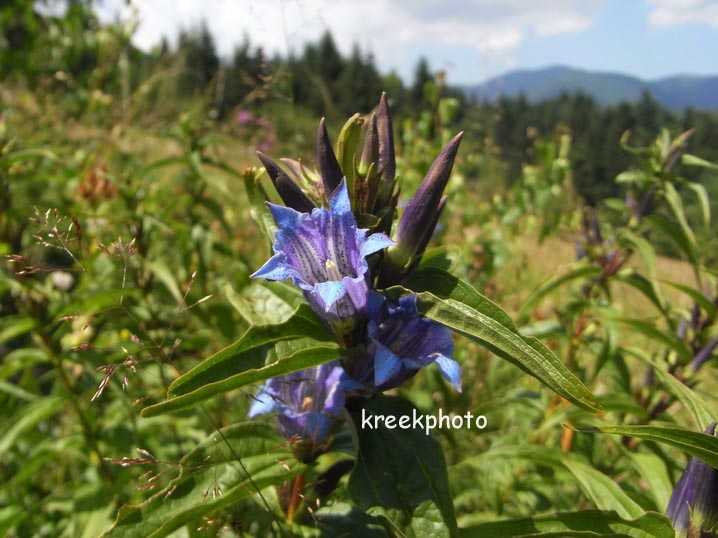 Gentiana asclepiadea