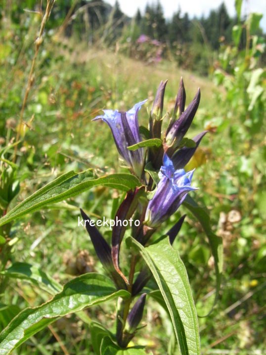 Gentiana asclepiadea