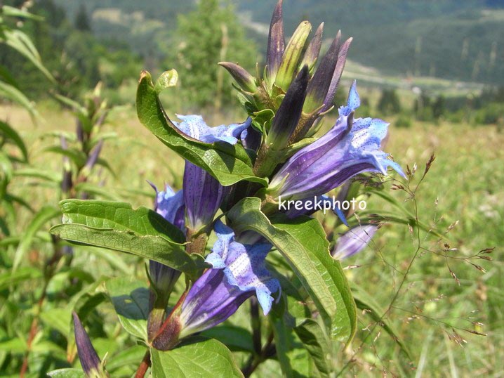 Gentiana asclepiadea