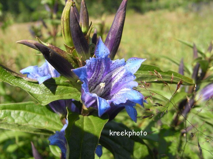 Gentiana asclepiadea