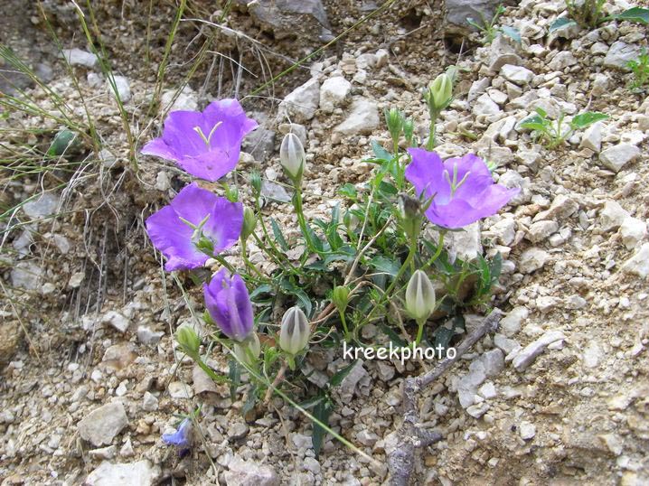 Campanula carpatica