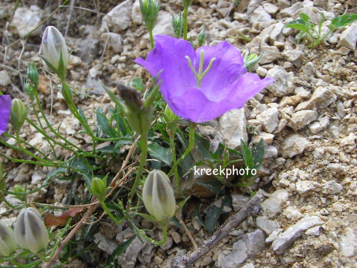 Campanula carpatica