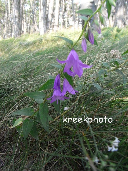 Campanula carpatica