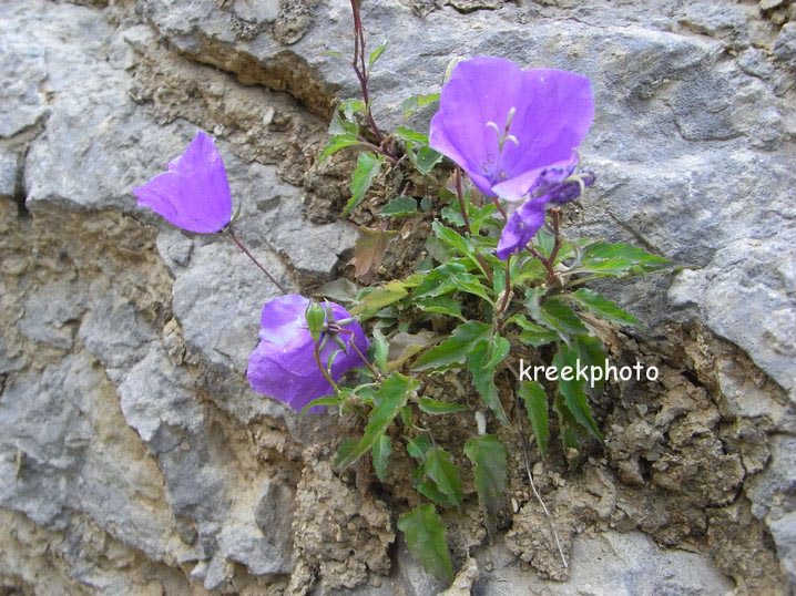 Campanula carpatica