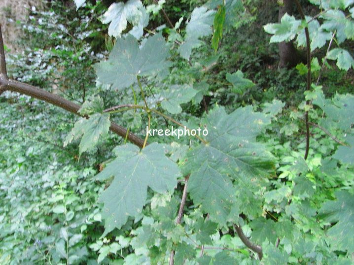 Acer pseudoplatanus