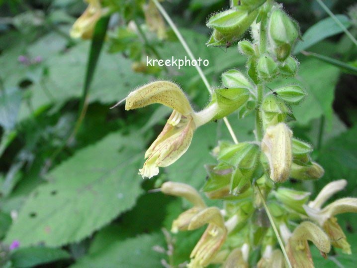 Salvia glutinosa