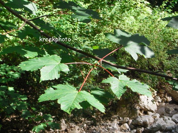 Acer pseudoplatanus