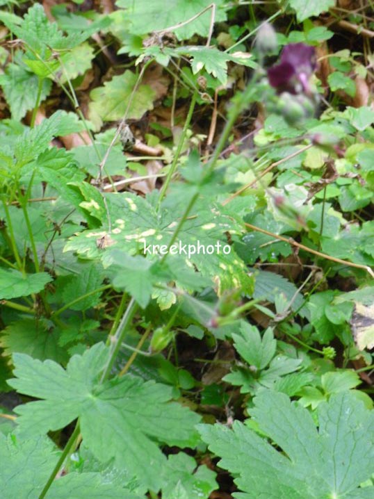 Geranium phaeum