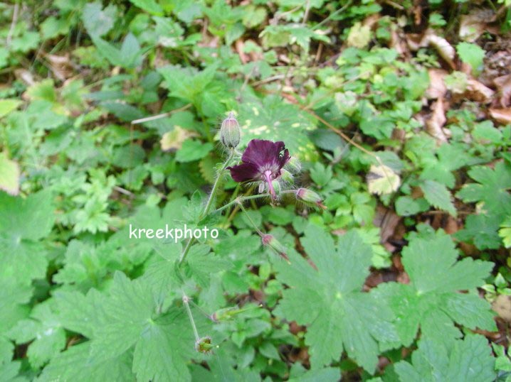 Geranium phaeum