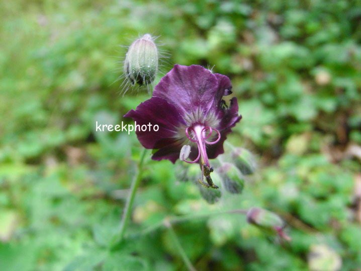 Geranium phaeum