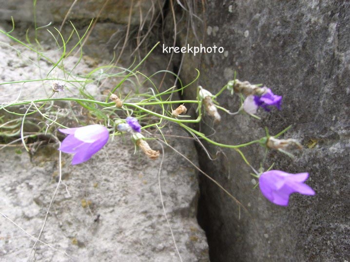 Campanula cochleariifolia