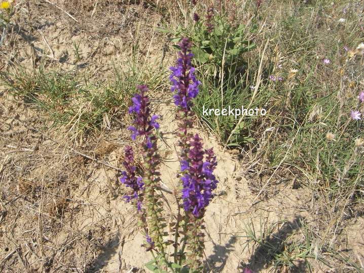 Salvia nemorosa