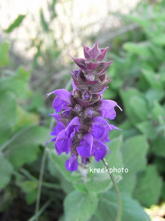 Salvia nemorosa