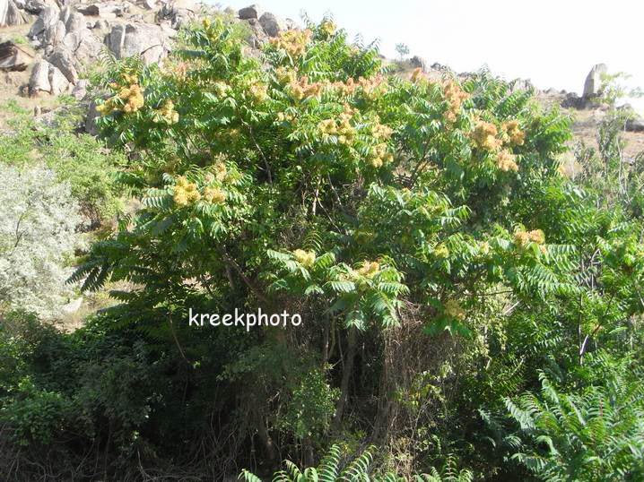 Ailanthus altissima