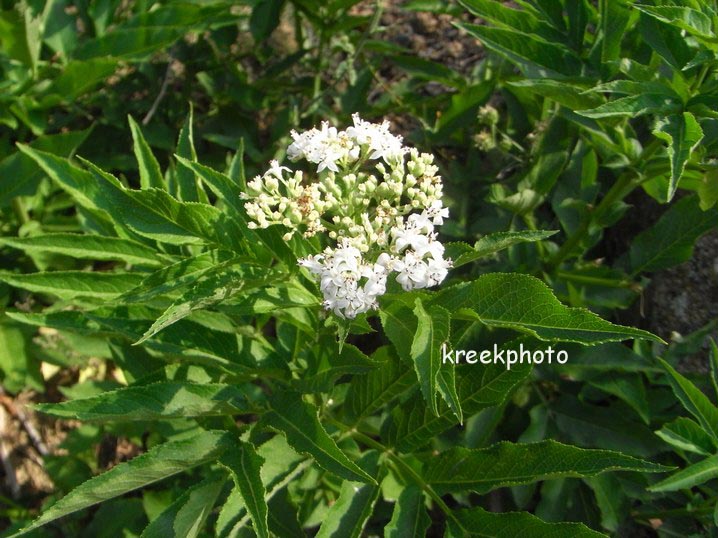 Sambucus ebulus