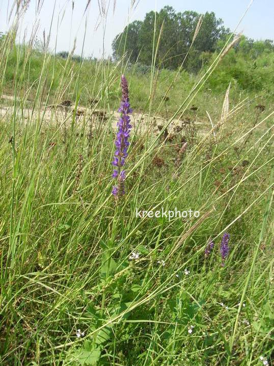 Salvia nemorosa