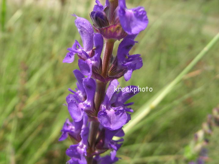 Salvia nemorosa