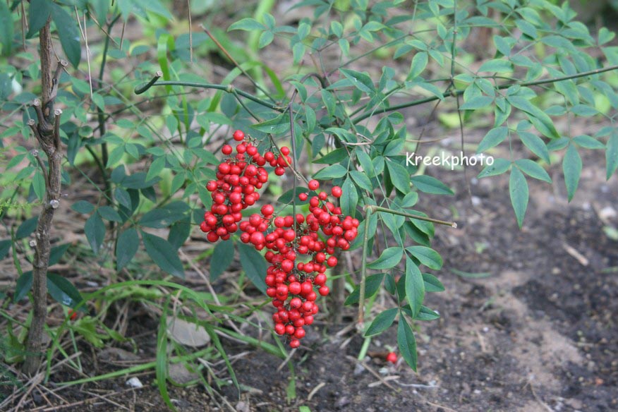 Nandina domestica