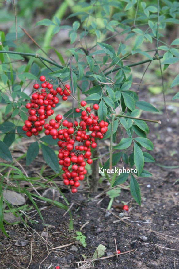 Nandina domestica