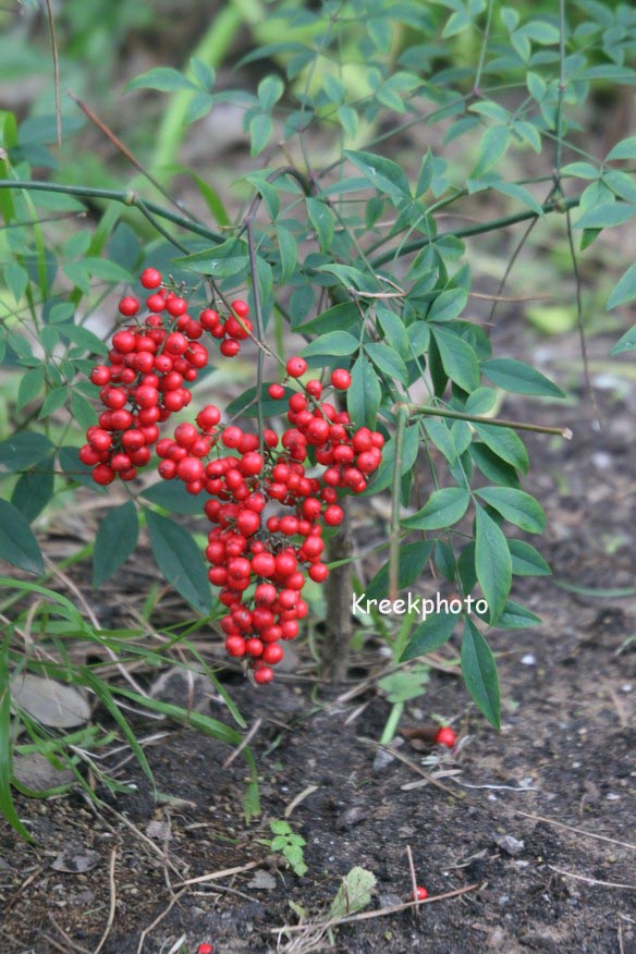 Nandina domestica