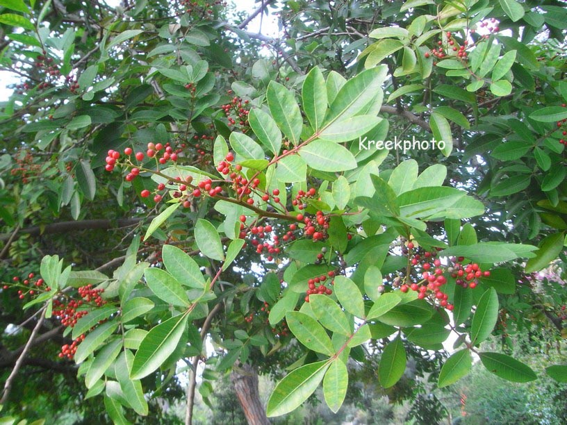 Schinus terebinthifolia