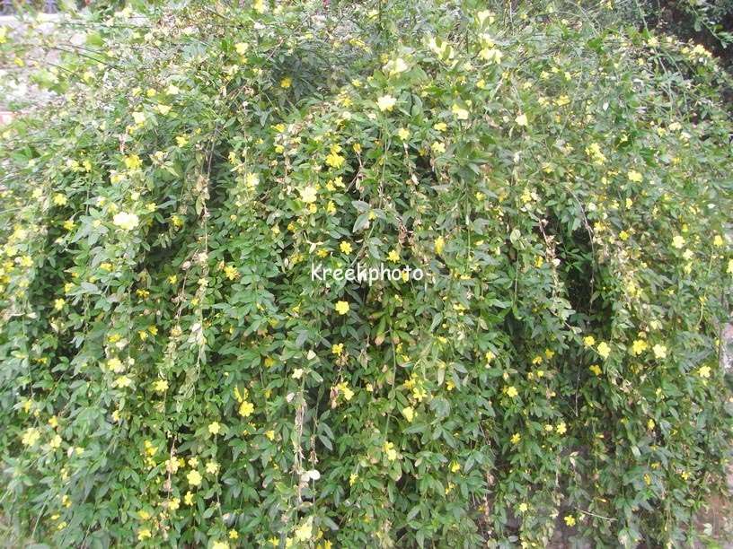 Jasminum mesnyi