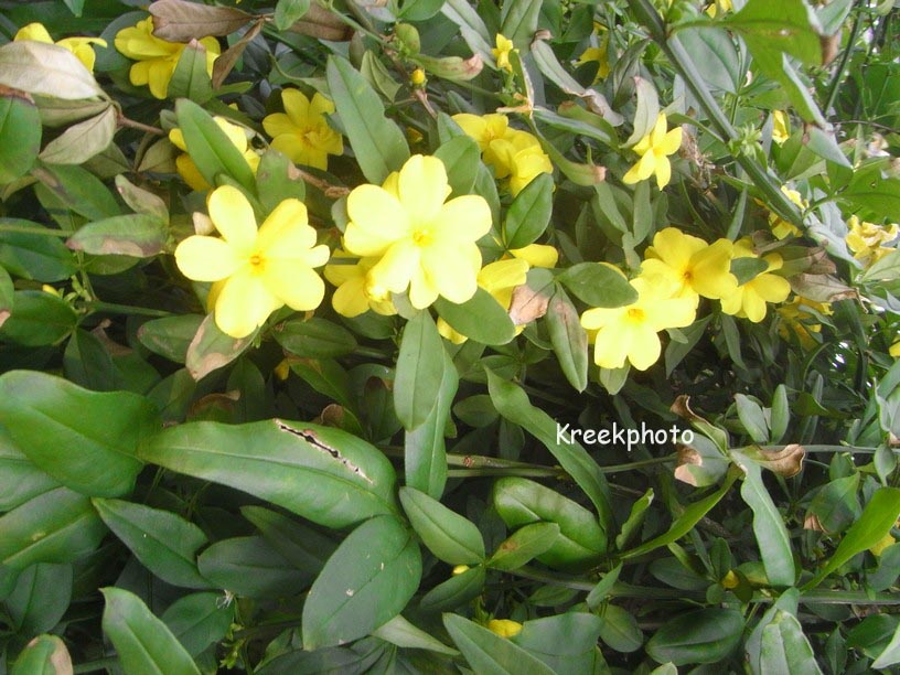 Jasminum mesnyi