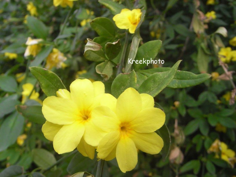 Jasminum mesnyi