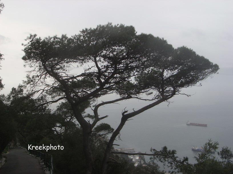 Pinus pinea