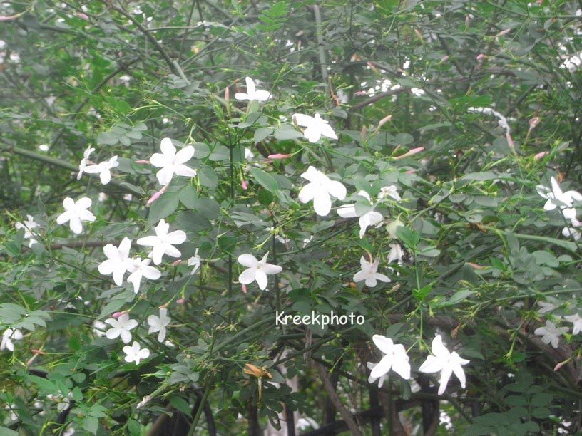 Jasminum officinale