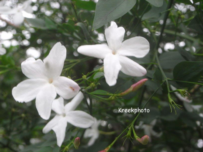 Jasminum officinale