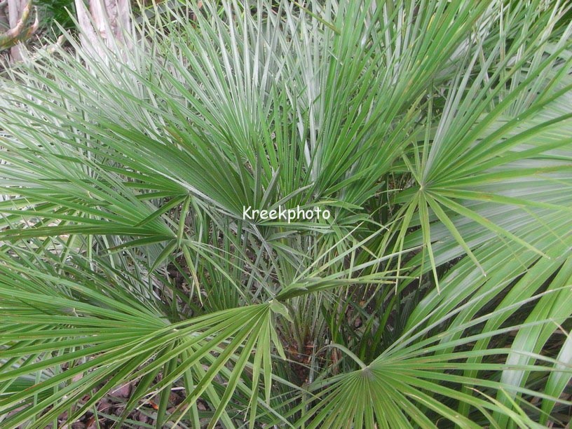 Chamaerops humilis