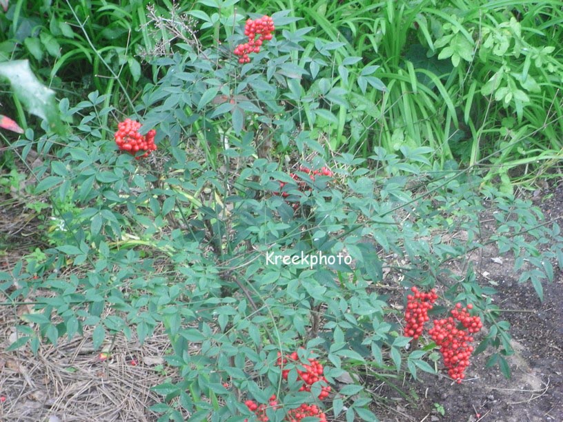 Nandina domestica