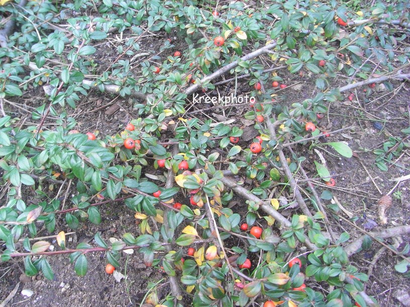 Cotoneaster horizontalis 'Horizon'