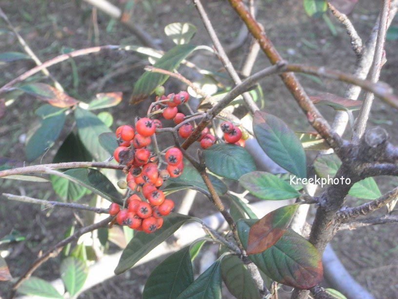 Cotoneaster lacteus