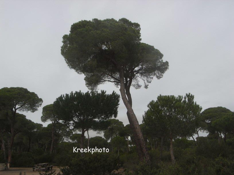 Pinus pinea